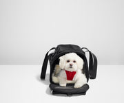 Small, white dog inside The Petter Carrier in Jet Black