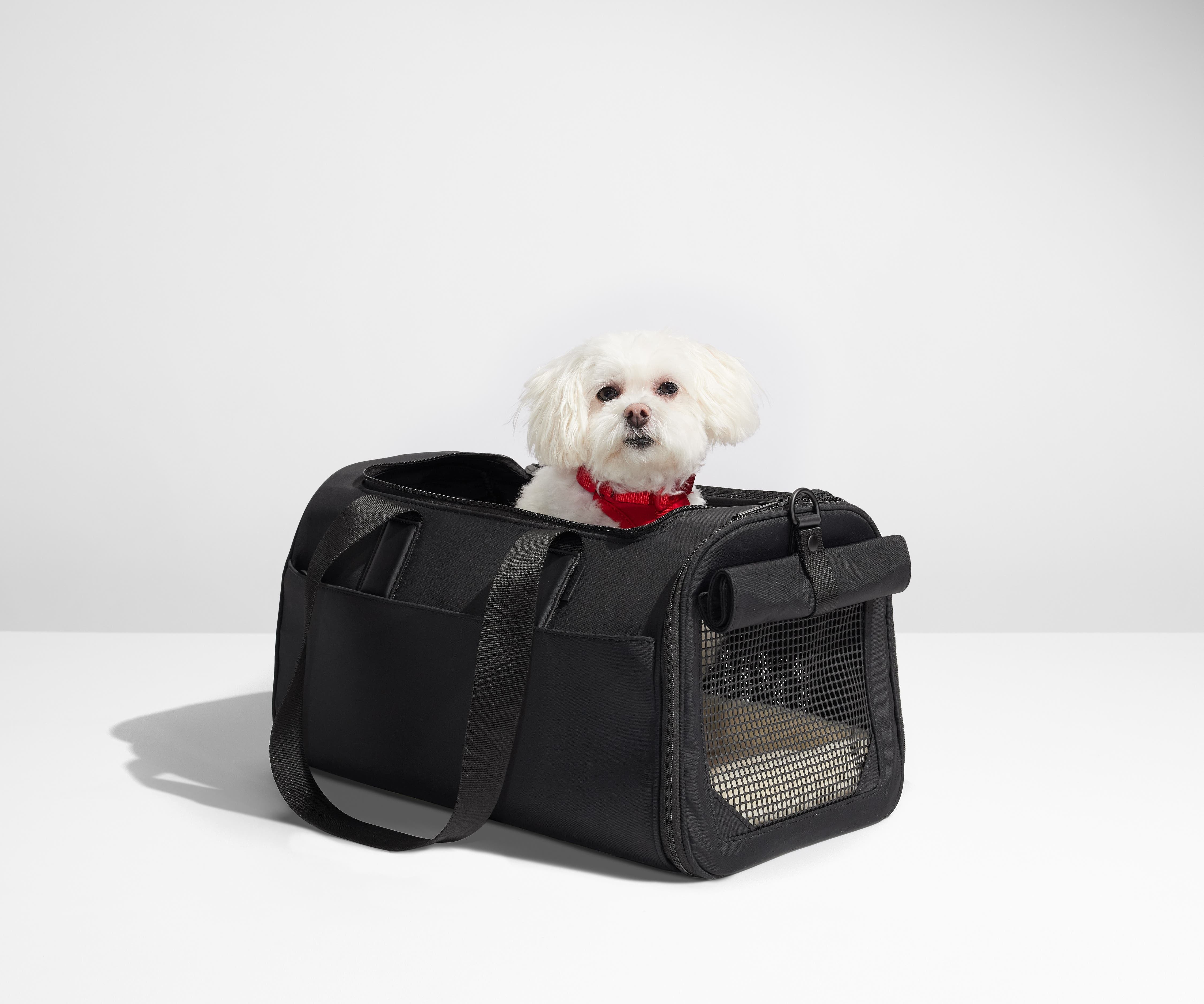 Small, white dog inside the Pet Carrier